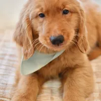 Moe, a male Golden Retriever for sale in Creston, OH – Photo 3 of 10