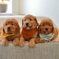 Moe, a male Golden Retriever for sale in Creston, OH – Photo 8 of 10