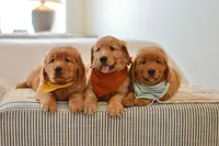 Moe, a male Golden Retriever for sale in Creston, OH – Photo 8 of 10