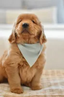 Moe, a male Golden Retriever for sale in Creston, OH – Photo 2 of 10