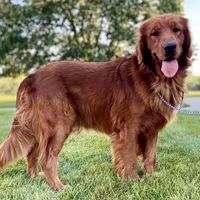 Moe, a male Golden Retriever for sale in Creston, OH – Photo 10 of 10