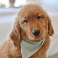 Moe, a male Golden Retriever for sale in Creston, OH – Photo 1 of 10