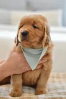 Moe, a male Golden Retriever for sale in Creston, OH – Photo 3 of 10