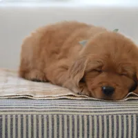 Moe, a male Golden Retriever for sale in Creston, OH – Photo 7 of 10