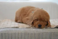 Moe, a male Golden Retriever for sale in Creston, OH – Photo 7 of 10