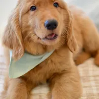 Moe, a male Golden Retriever for sale in Creston, OH – Photo 5 of 10