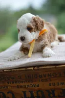 August, a male Miniature Goldendoodle for sale in Creston, OH – 4 of 8