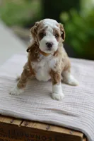 October, a male Miniature Goldendoodle for sale in Creston, OH – 3 of 10