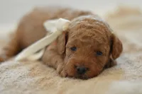 Moe, a female Poodle - Miniature  for sale in Creston, OH – 6 of 8