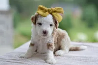 March, a female Miniature Goldendoodle for sale in Creston, OH – 5 of 8