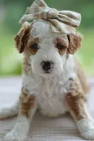 February, a female Miniature Goldendoodle for sale in Creston, OH – 6 of 9