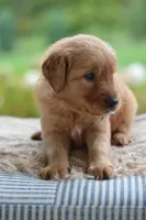Light Blue Collar , a male Golden Retriever for sale in Creston, OH – 6 of 6