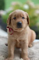 Red Collar , a male Golden Retriever for sale in Creston, OH – 9 of 10