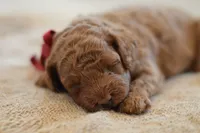 Miny, a female Poodle - Miniature  for sale in Creston, OH – 10 of 10