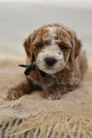 May, a male Miniature Goldendoodle for sale in Creston, OH – 2 of 10
