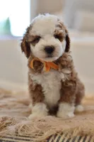 August, a male Miniature Goldendoodle for sale in Creston, OH – 5 of 9