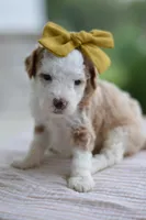March, a female Miniature Goldendoodle for sale in Creston, OH – 4 of 8