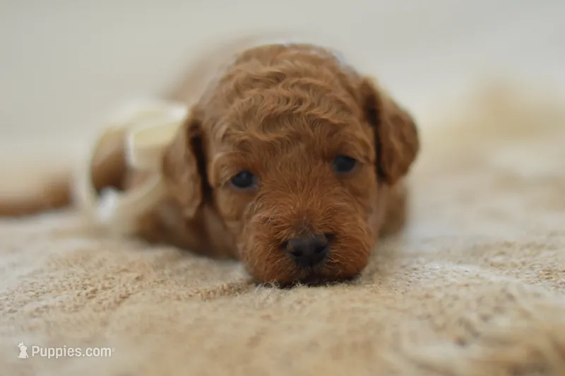 Moe – Poodle - Miniature  puppy for sale in Creston, OH