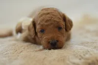Moe, a female Poodle - Miniature  for sale in Creston, OH – 1 of 8