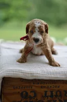 July, a male Miniature Goldendoodle for sale in Creston, OH – 8 of 10