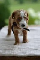 May, a male Miniature Goldendoodle for sale in Creston, OH – 7 of 9