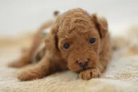 Meeny, a female Poodle - Miniature  for sale in Creston, OH – 3 of 9