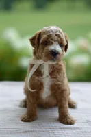 November, a male Miniature Goldendoodle for sale in Creston, OH – 8 of 10