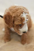 May, a male Miniature Goldendoodle for sale in Creston, OH – 10 of 10