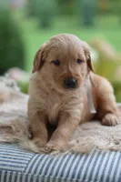 Gray Collar, a male Golden Retriever for sale in Creston, OH – 9 of 9