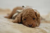 Meeny, a female Poodle - Miniature  for sale in Creston, OH – 6 of 9