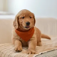 Curly, a male Golden Retriever for sale in Creston, OH – Photo 1 of 10