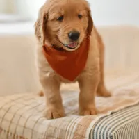 Curly, a male Golden Retriever for sale in Creston, OH – Photo 4 of 10