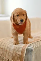 Curly, a male Golden Retriever for sale in Creston, OH – Photo 4 of 10