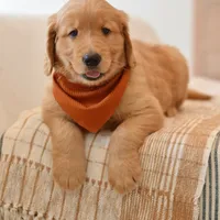 Curly, a male Golden Retriever for sale in Creston, OH – Photo 3 of 10