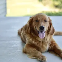 Curly, a male Golden Retriever for sale in Creston, OH – Photo 10 of 10