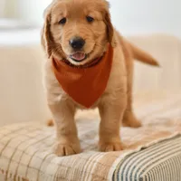 Curly, a male Golden Retriever for sale in Creston, OH – Photo 6 of 10