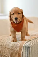 Curly, a male Golden Retriever for sale in Creston, OH – Photo 6 of 10