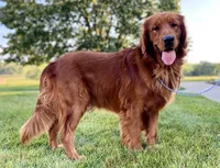 Curly, a male Golden Retriever for sale in Creston, OH – Photo 9 of 10