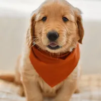 Curly, a male Golden Retriever for sale in Creston, OH – Photo 5 of 10