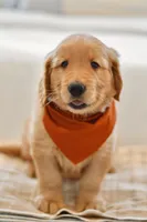 Curly, a male Golden Retriever for sale in Creston, OH – Photo 5 of 10