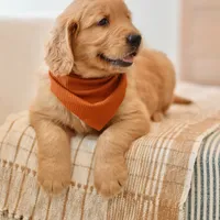 Curly, a male Golden Retriever for sale in Creston, OH – Photo 7 of 10