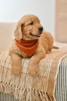 Curly, a male Golden Retriever for sale in Creston, OH – Photo 7 of 10