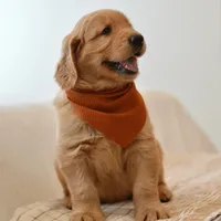 Curly, a male Golden Retriever for sale in Creston, OH – Photo 2 of 10