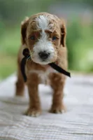 May, a male Miniature Goldendoodle for sale in Creston, OH – 9 of 9