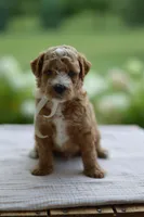November, a male Miniature Goldendoodle for sale in Creston, OH – 5 of 10