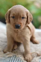 Brown Collar, a male Golden Retriever for sale in Creston, OH – 2 of 10