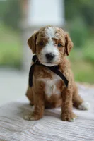 May, a male Miniature Goldendoodle for sale in Creston, OH – 5 of 9