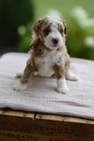 October, a male Miniature Goldendoodle for sale in Creston, OH – 2 of 10