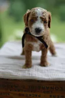 May, a male Miniature Goldendoodle for sale in Creston, OH – 2 of 9