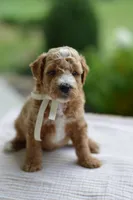 November, a male Miniature Goldendoodle for sale in Creston, OH – 3 of 10